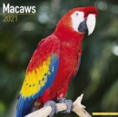 Image for Macaws 2021 Wall Calendar