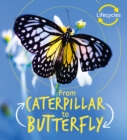 Image for Lifecycles: Caterpillar to Butterfly