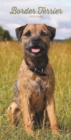 Image for Border Terriers Slim D 2019