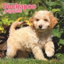 Image for Cockapoo Puppies M 2019