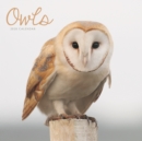 Image for Owls Mini Square Wall Calendar 2020