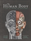 Image for The human body  : a pop-up guide to anatomy