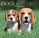 Image for Dogs &amp; Puppies : 2020 Square Wall Calendar