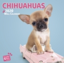 Image for Chihuahuas 2020 Square Wall Calendar