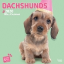 Image for Dachshunds 2020 Square Wall Calendar