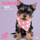 Image for Yorkies 2020 Square Wall Calendar