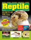 Image for Practical Reptile Keeping - November 2021