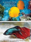 Image for A Collection of Colorful Tropical Fish - 100 Artistic Pictures of Water Animals - Full Color HD : Professional Photo Album - The Best Animal Pictures And Art Images Ideas - Rigid Cover Version - Engli
