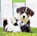 Image for Adorable Dogs 2024 Square Wall Calendar