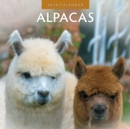 Image for Alpacas 2024 Square Wall Calendar