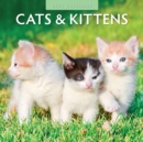 Image for Cats &amp; Kittens 2024 Square Wall Calendar