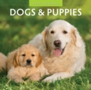 Image for Dogs &amp; Puppies 2024 Square Wall Calendar