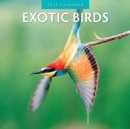 Image for Exotic Birds 2024 Square Wall Calendar