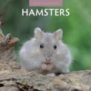 Image for Hamsters 2024 Square Wall Calendar