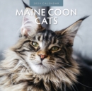 Image for Maine Coon Cats 2024 Square Wall Calendar