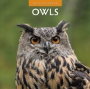 Image for Owls 2024 Square Wall Calendar