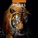 Image for Tigers 2024 Square Wall Calendar