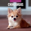 Image for Chihuahuas 2024 Square Wall Calendar