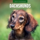 Image for Dachshunds 2024 Square Wall Calendar
