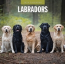 Image for Labradors 2024 Square Wall Calendar