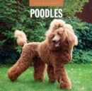 Image for Poodles 2024 Square Wall Calendar