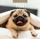 Image for Pugs 2024 Square Wall Calendar