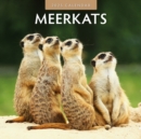 Image for Meerkats 2025 Square Wall Calendar