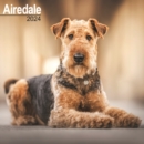 Image for Airedale Calendar 2024  Square Dog Breed Wall Calendar - 16 Month
