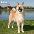 Image for Akita Calendar 2024  Square Dog Breed Wall Calendar - 16 Month