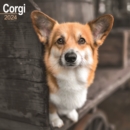 Image for Corgi Calendar 2024  Square Dog Breed Wall Calendar - 16 Month