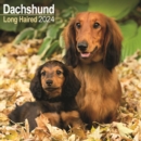 Image for Longhaired Dachshund Calendar 2024  Square Dog Breed Wall Calendar - 16 Month