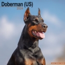 Image for Doberman (Us) Calendar 2024  Square Dog Breed Wall Calendar - 16 Month