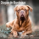 Image for Dogue De Bordeaux Calendar 2024  Square Dog Breed Wall Calendar - 16 Month