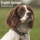 Image for Eng Springer Spaniel (Euro) Calendar 2024  Square Dog Breed Wall Calendar - 16 Month