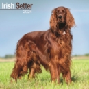 Image for Irish Setter Calendar 2024  Square Dog Breed Wall Calendar - 16 Month