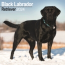 Image for Black Labrador Retriever Calendar 2024  Square Dog Breed Wall Calendar - 16 Month