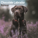 Image for Chocolate Labrador Retriever Calendar 2024  Square Dog Breed Wall Calendar - 16 Month