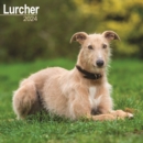 Image for Lurcher  Calendar 2024  Square Dog Breed Wall Calendar - 16 Month
