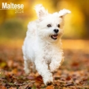 Image for Maltese Calendar 2024  Square Dog Breed Wall Calendar - 16 Month