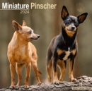 Image for Miniature Pinscher Calendar 2024  Square Dog Breed Wall Calendar - 16 Month
