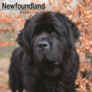 Image for Newfoundland Calendar 2024  Square Dog Breed Wall Calendar - 16 Month