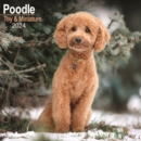 Image for Poodle (Toy &amp; Miniature) Calendar 2024  Square Dog Breed Wall Calendar - 16 Month