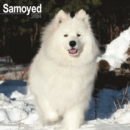 Image for Samoyed Calendar 2024  Square Dog Breed Wall Calendar - 16 Month