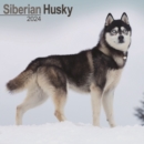 Image for Siberian Husky Calendar 2024  Square Dog Breed Wall Calendar - 16 Month
