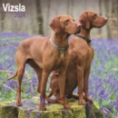 Image for Vizsla Calendar 2024  Square Dog Breed Wall Calendar - 16 Month