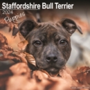 Image for Staffordshire Bull Terrier Puppies Calendar 2024  Square Dog Puppy Breed Wall Calendar - 16 Month