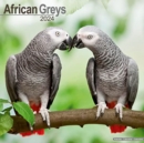 Image for African Greys Calendar 2024  Square Bird Wall Calendar - 16 Month