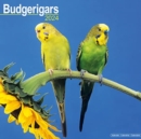 Image for Budgerigar Calendar 2024  Square Bird Wall Calendar - 16 Month