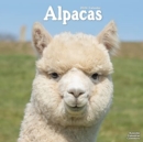 Image for Alpacas Calendar 2024  Square Animal Wall Calendar - 16 Month