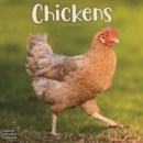 Image for Chickens Calendar 2024  Square Farm Animals &amp; Birds Wall Calendar - 16 Month